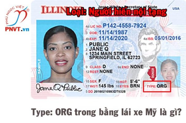 Type: ORG trong bằng lái xe nước Mỹ là gì